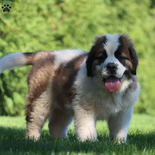 Bobbi, Saint Bernard Puppy